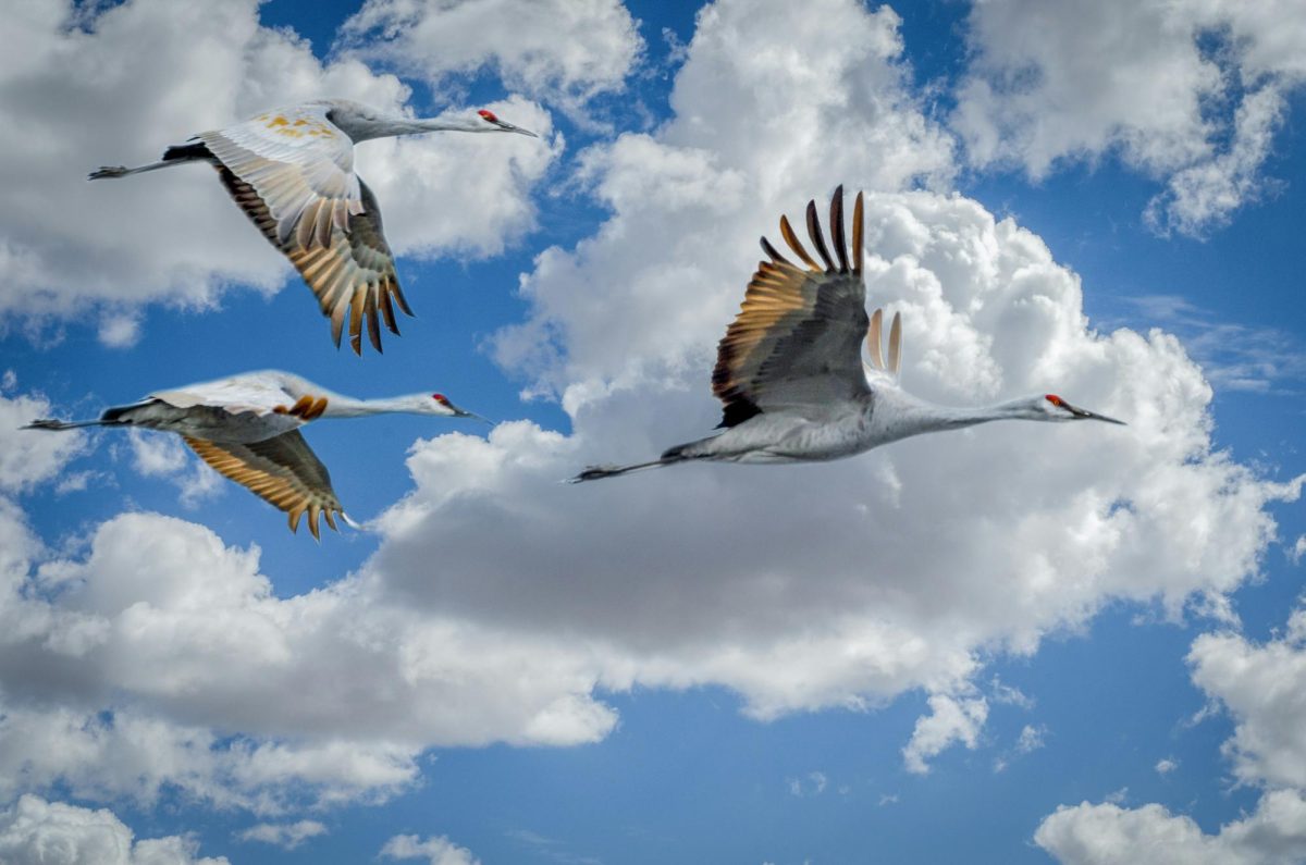 The Sandhill Crane Migration