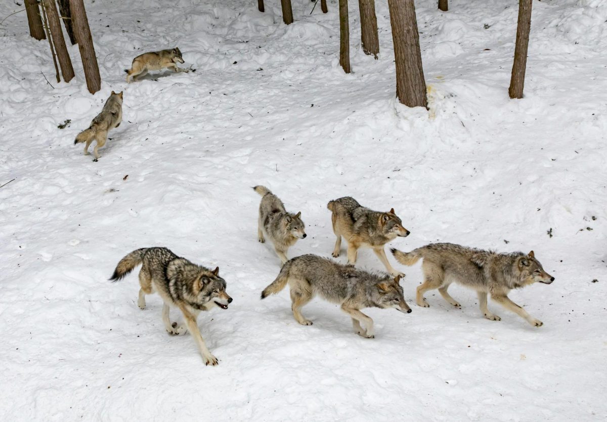 A pack of wolves frolic through a snowy forest