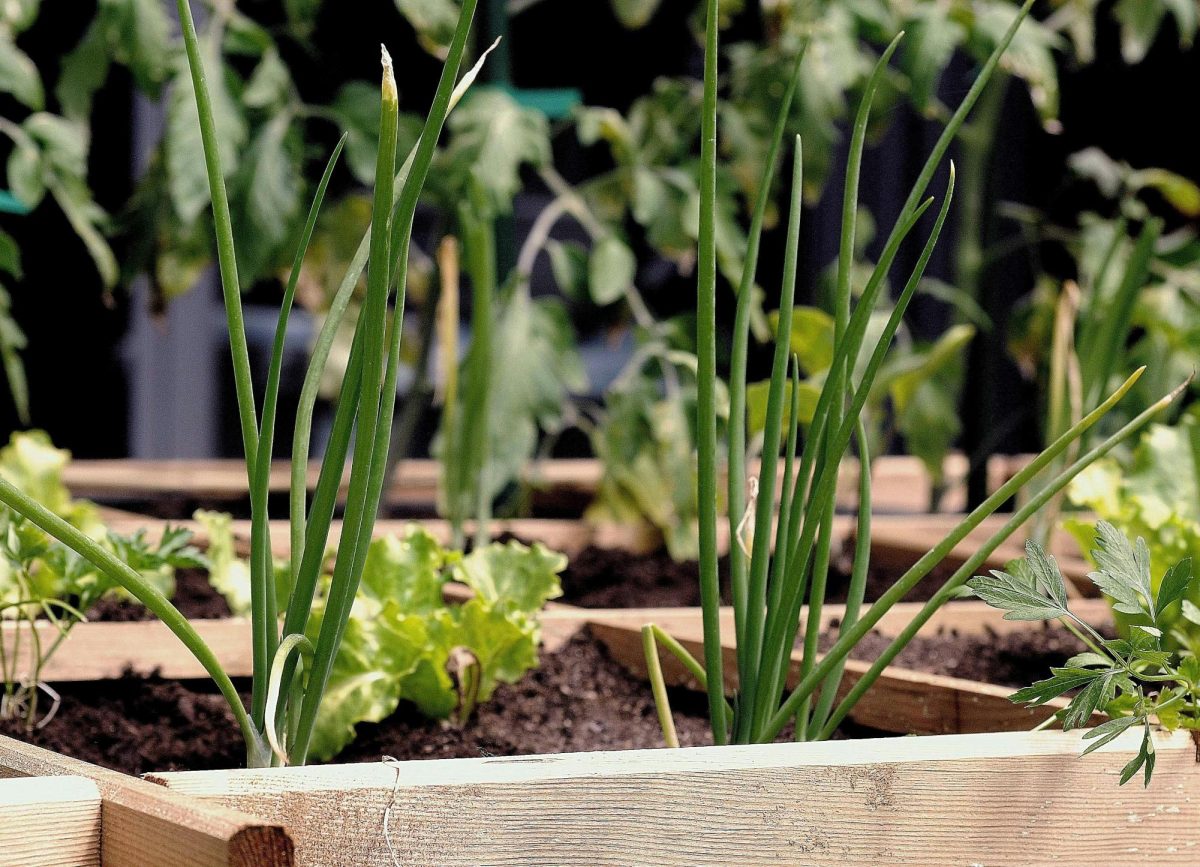 Chives growing in a wooden box